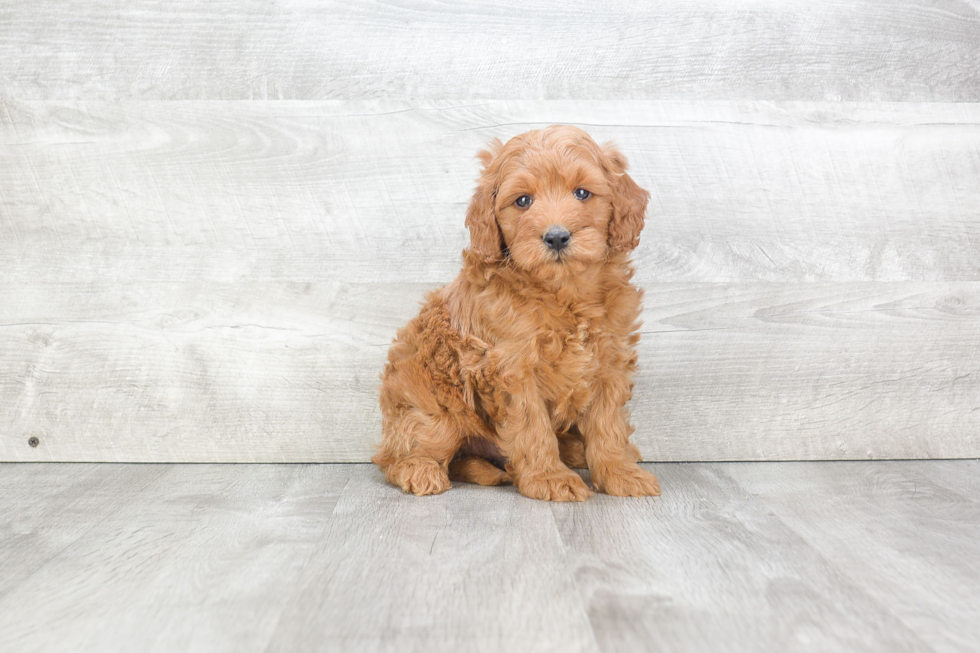 Adorable Golden Retriever Poodle Mix Puppy