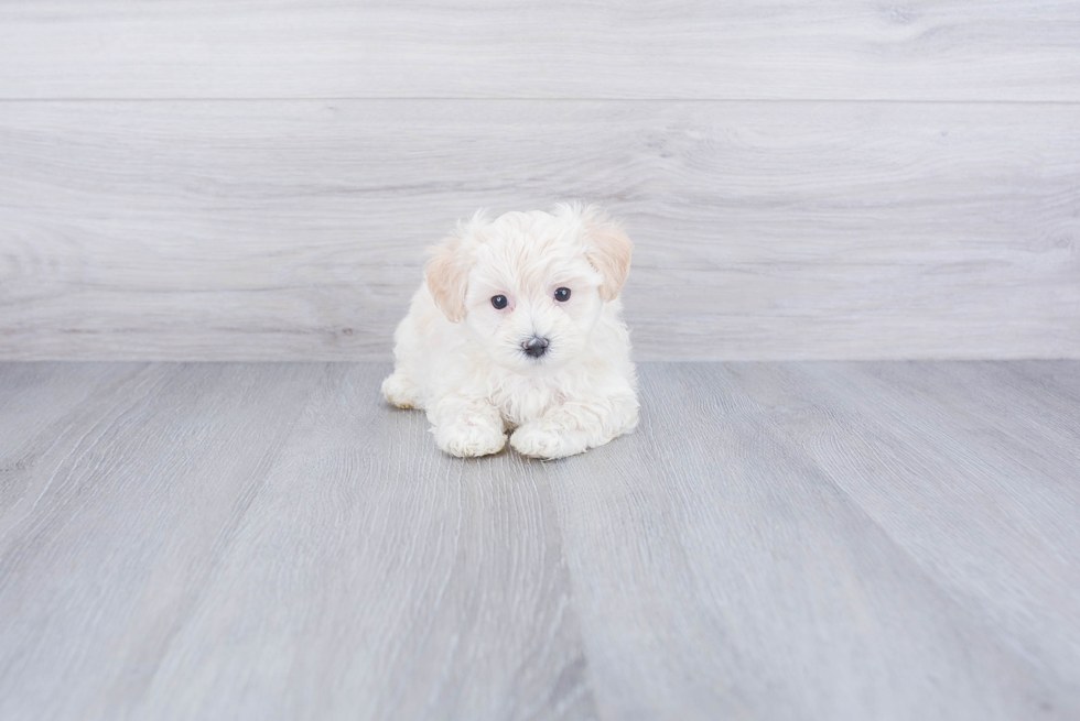 Playful Maltepoo Poodle Mix Puppy