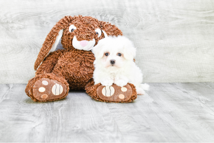 Small Maltese Baby