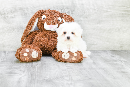 Small Maltese Baby