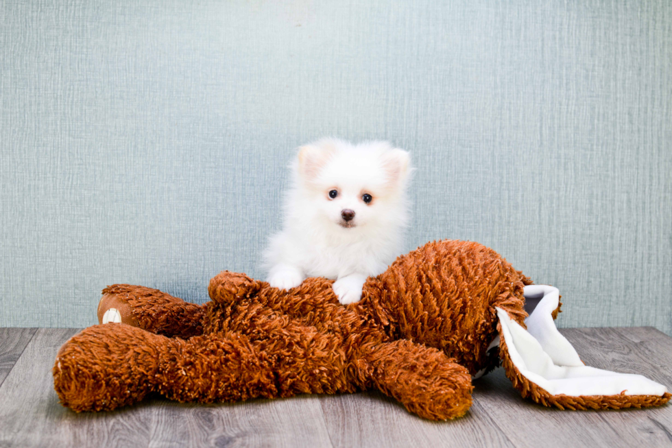 Pomeranian Puppy for Adoption