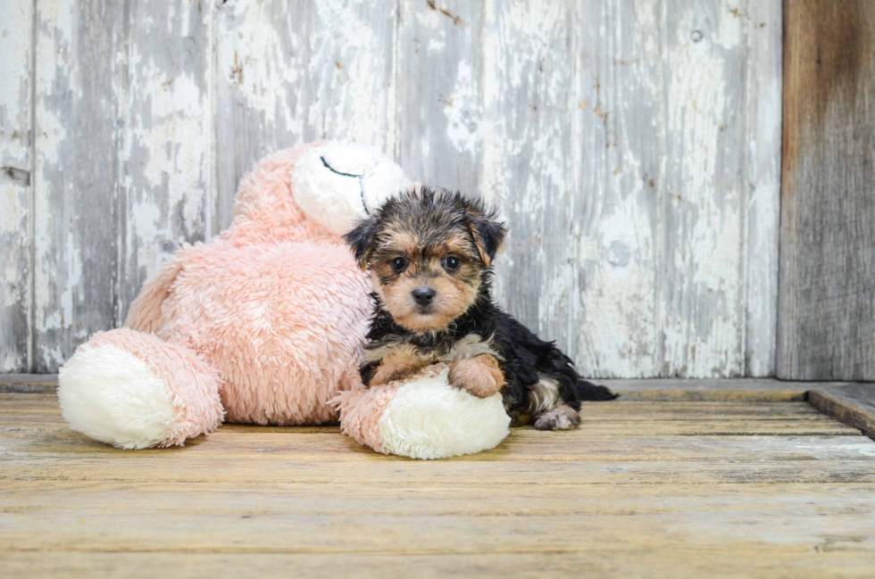 Hypoallergenic Yorkie Designer Puppy