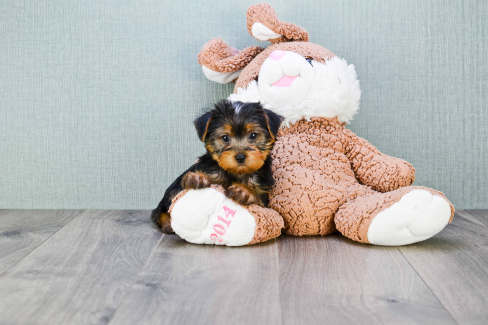 Meet Izzie - our Yorkshire Terrier Puppy Photo 