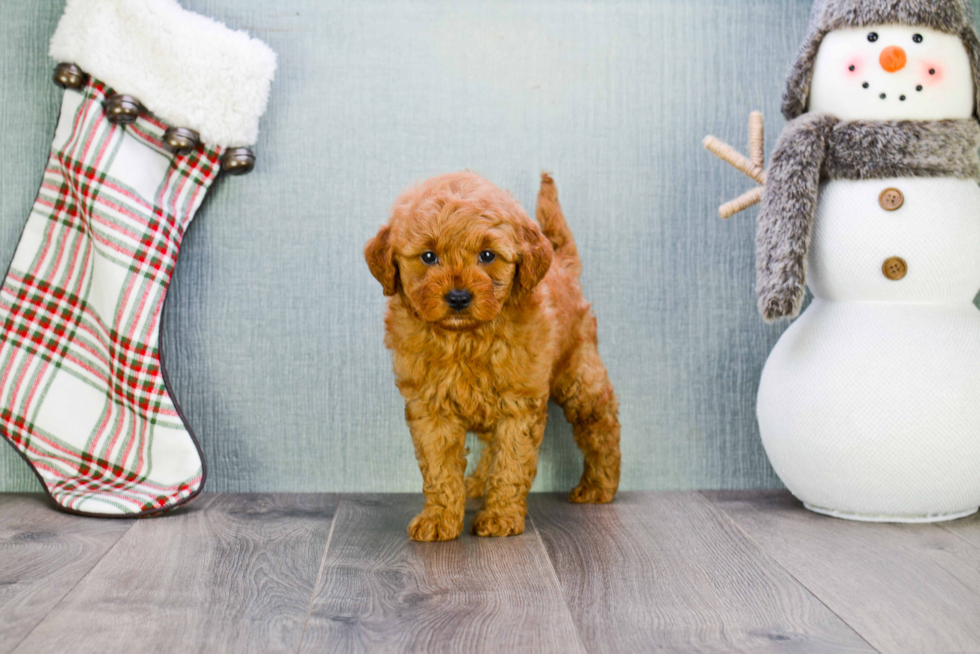 Mini Goldendoodle Pup Being Cute