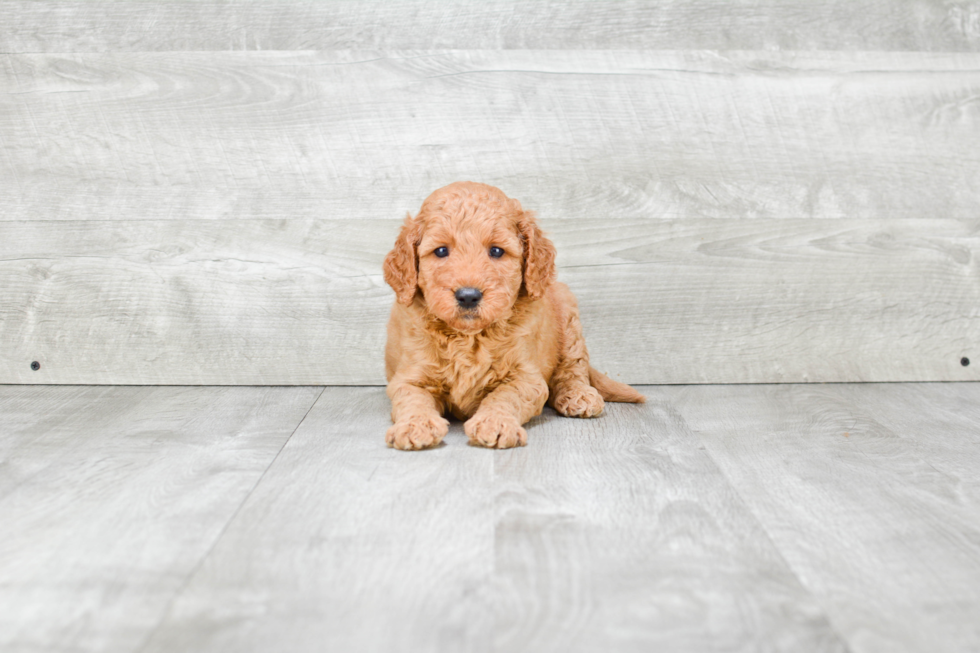 Mini Goldendoodle Puppy for Adoption