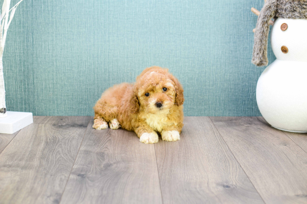 Cavapoo Pup Being Cute