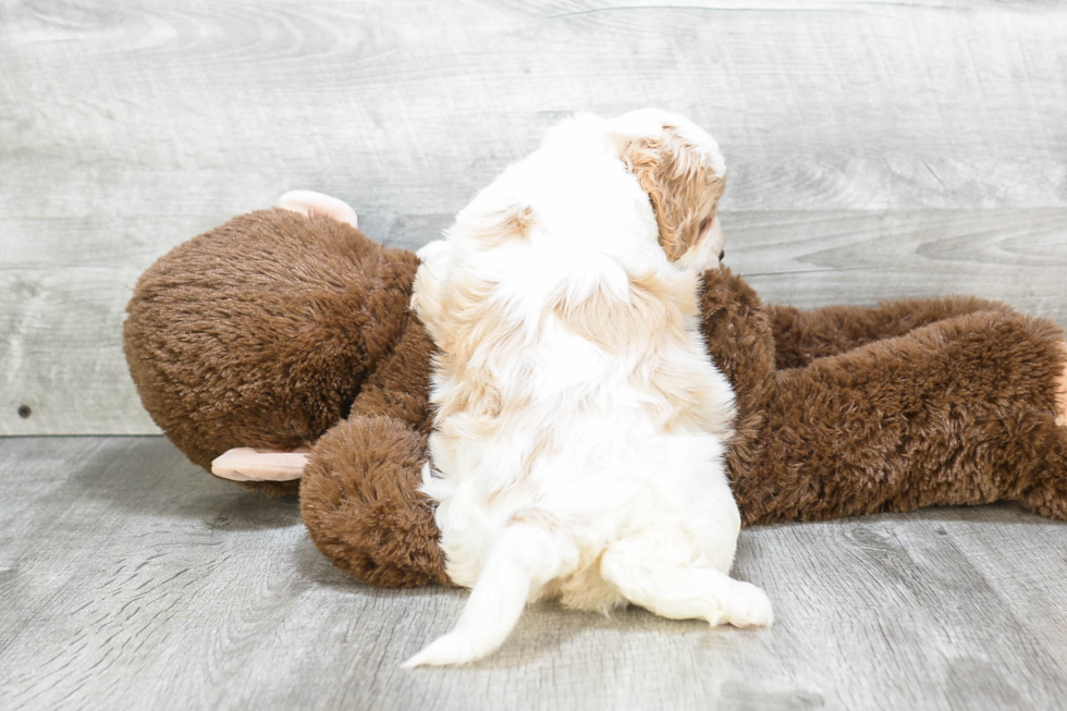 Friendly Cavapoo Baby