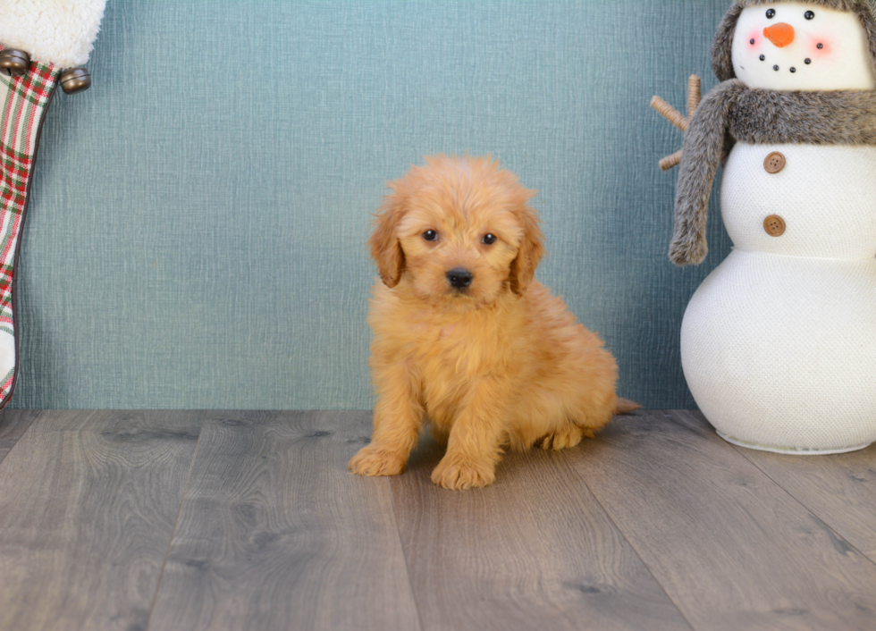 Hypoallergenic Golden Retriever Poodle Mix Puppy