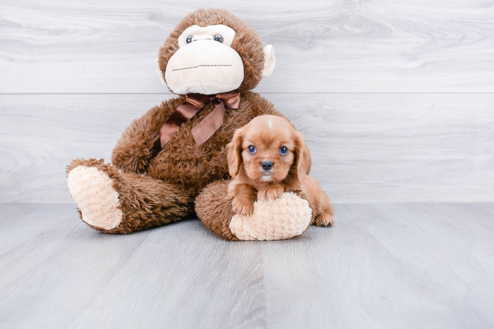 Cavalier King Charles Spaniel Puppy for Adoption