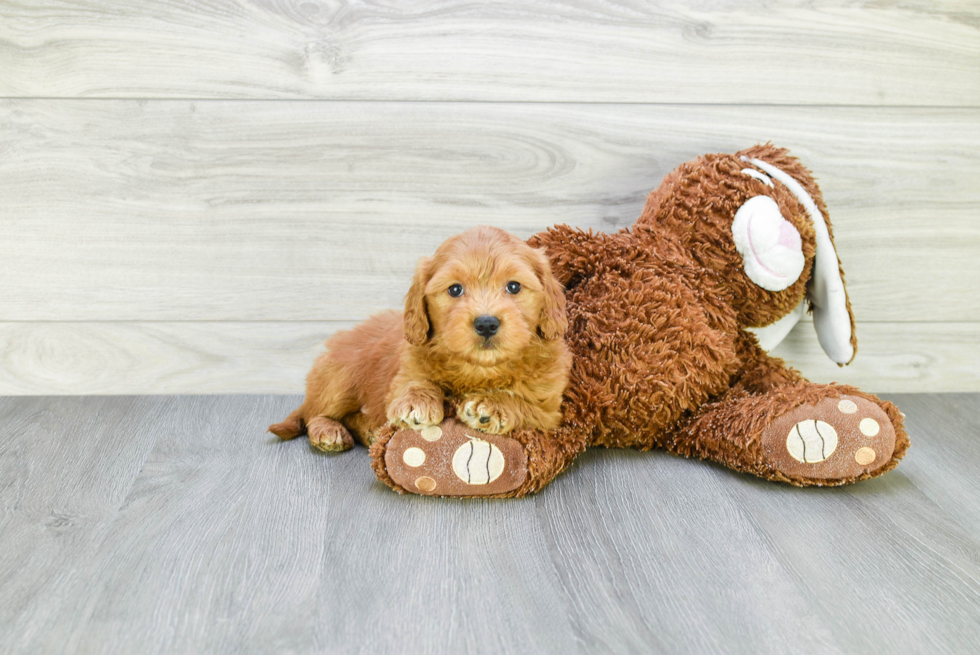 Funny Mini Goldendoodle Poodle Mix Pup