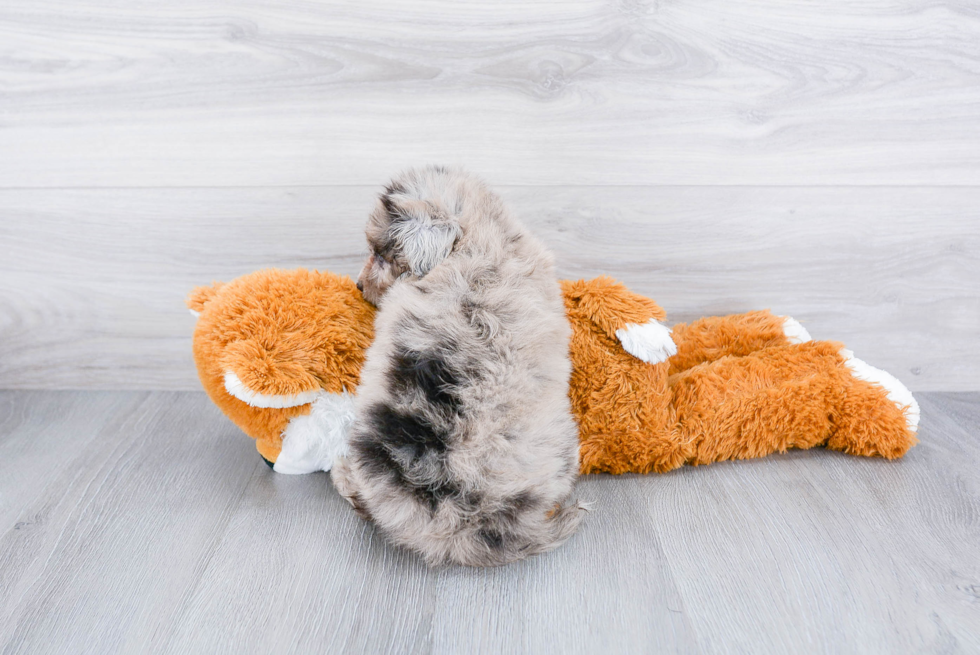 Cute Mini Aussiedoodle Baby