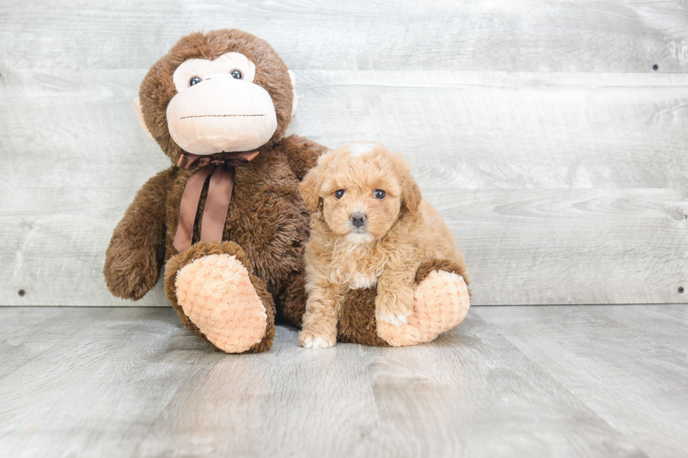 Friendly Maltipoo Baby