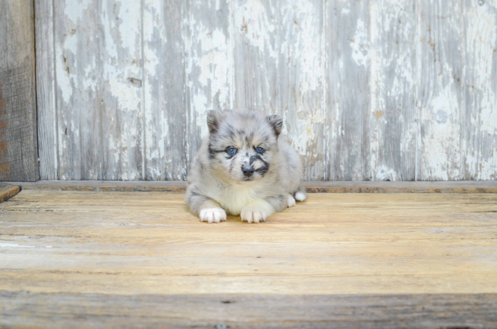 Small Pomsky Baby