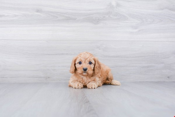 Funny Cavapoo Poodle Mix Pup