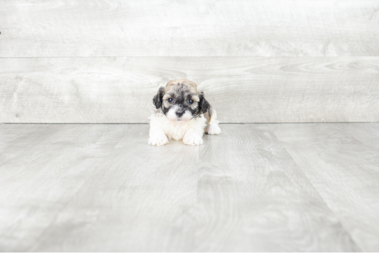 Cute Havanese Purebred Puppy