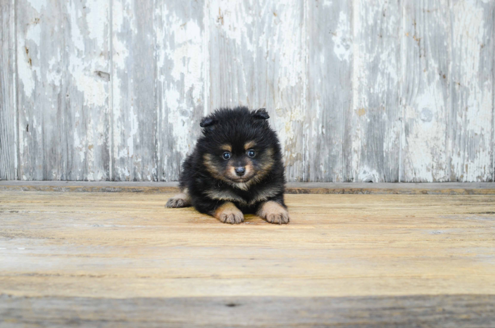 Pomeranian Puppy for Adoption