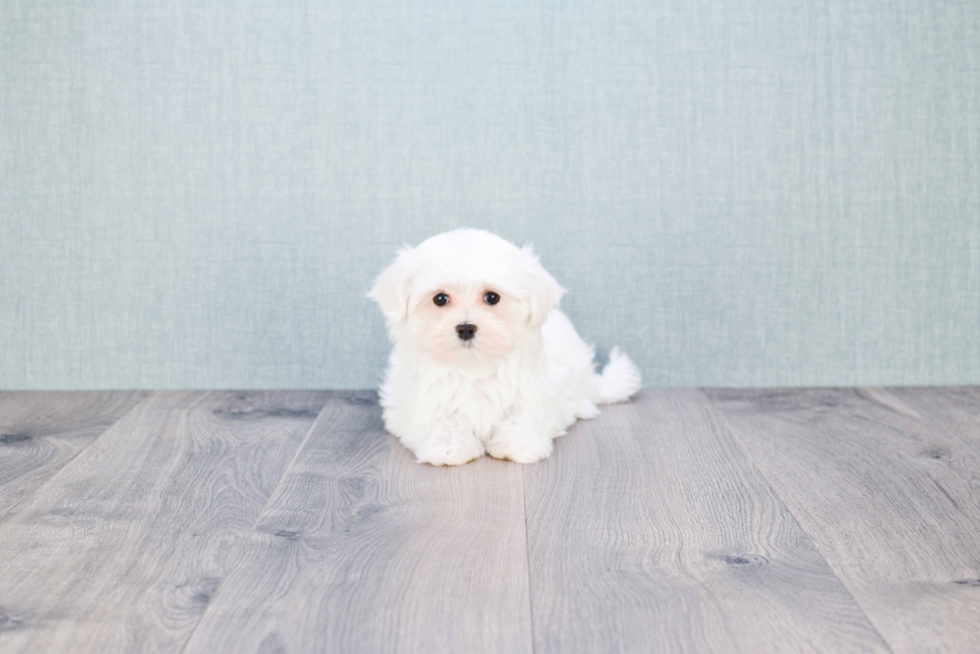 Maltese Pup Being Cute