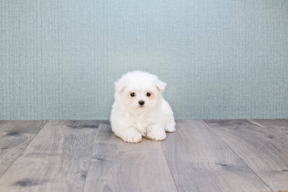 Maltese Pup Being Cute