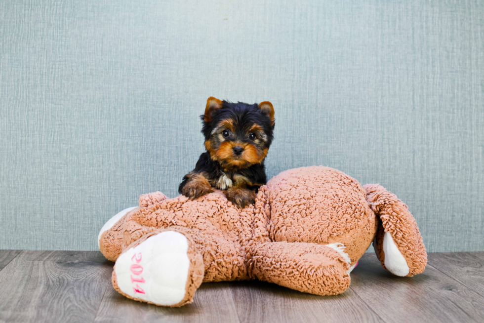 Meet Ronaldo - our Yorkshire Terrier Puppy Photo 