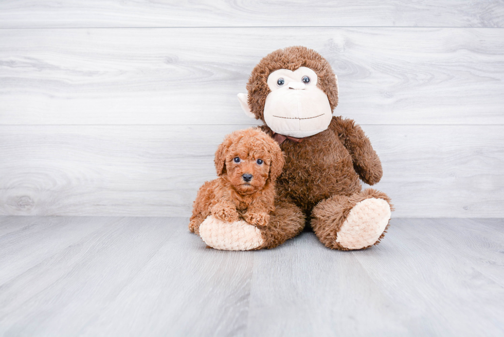 Hypoallergenic Cavoodle Poodle Mix Puppy