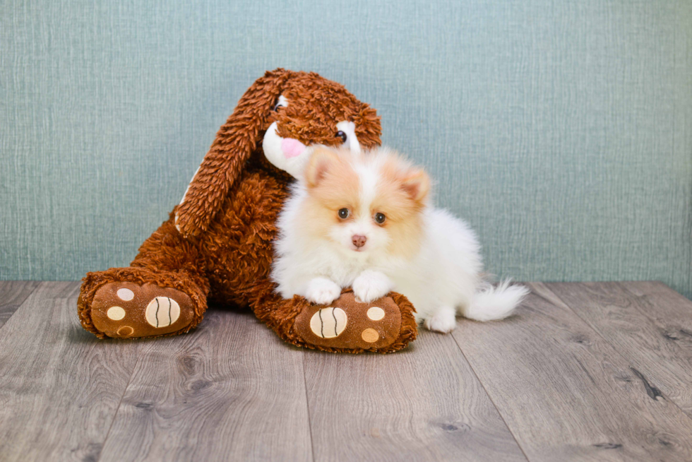 Pomeranian Pup Being Cute