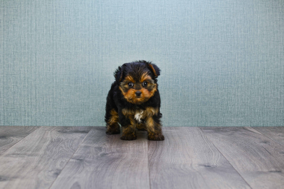 Meet Nugget - our Yorkshire Terrier Puppy Photo 