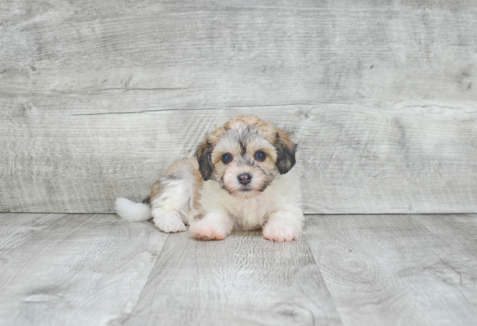 Best Havanese Baby