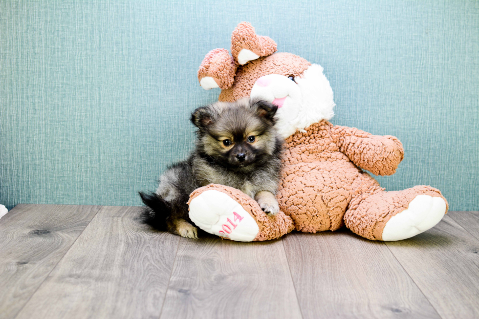 Adorable Pomeranian Purebred Puppy