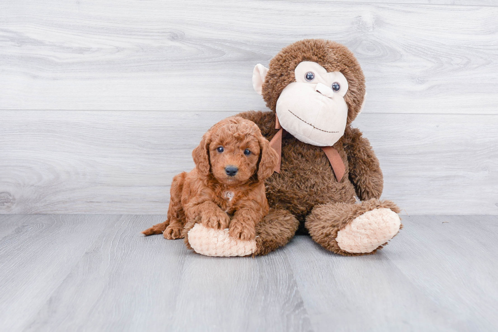 Mini Goldendoodle Puppy for Adoption