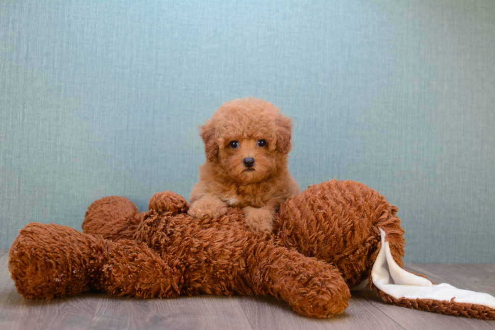 Little Cavoodle Poodle Mix Puppy