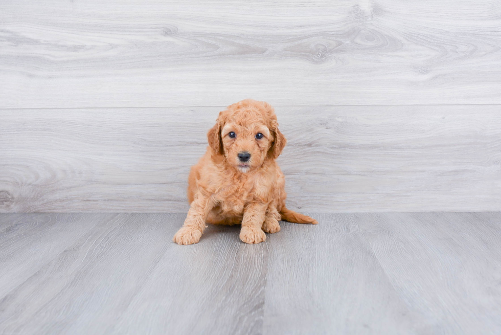 Small Mini Goldendoodle Baby