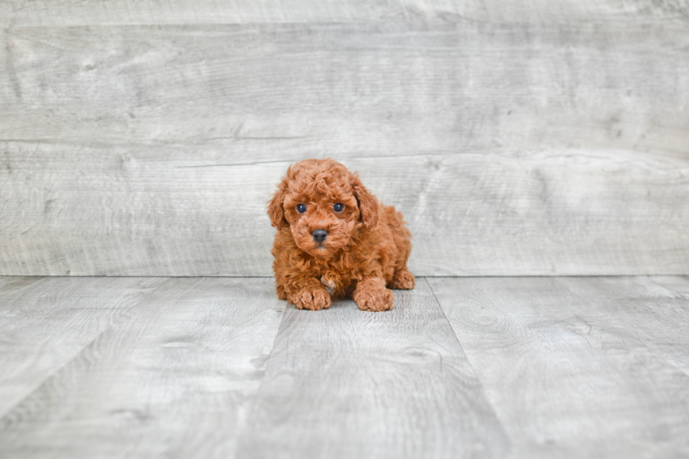 Poodle Pup Being Cute