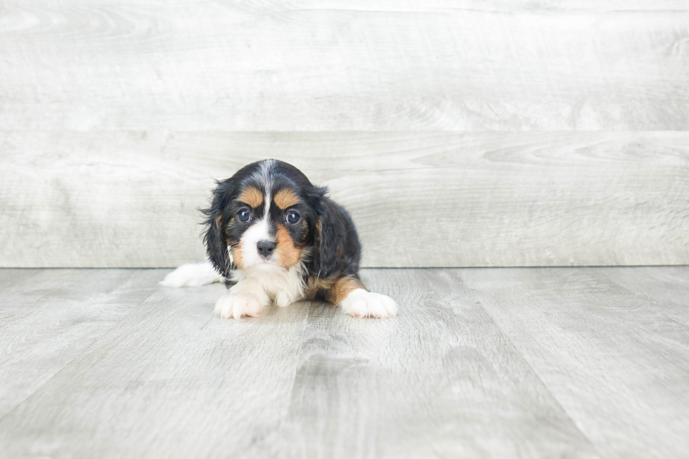 Cavalier King Charles Spaniel Puppy for Adoption