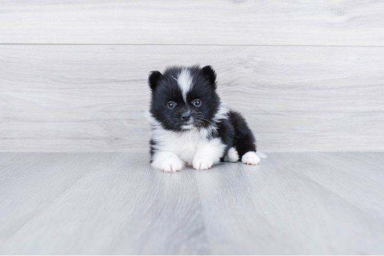 Pomeranian Pup Being Cute