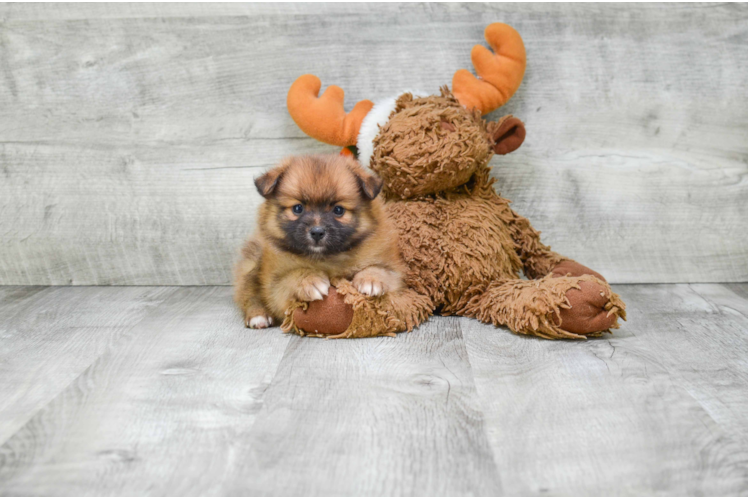 Happy Pomeranian Purebred Puppy