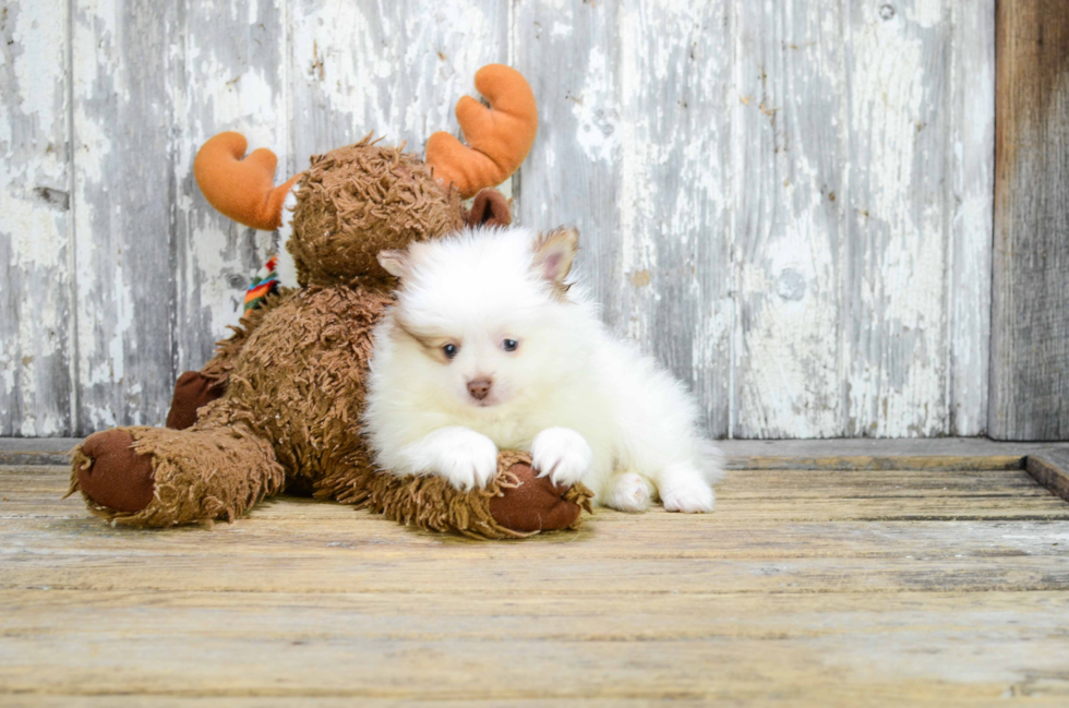 Popular Pomeranian Baby