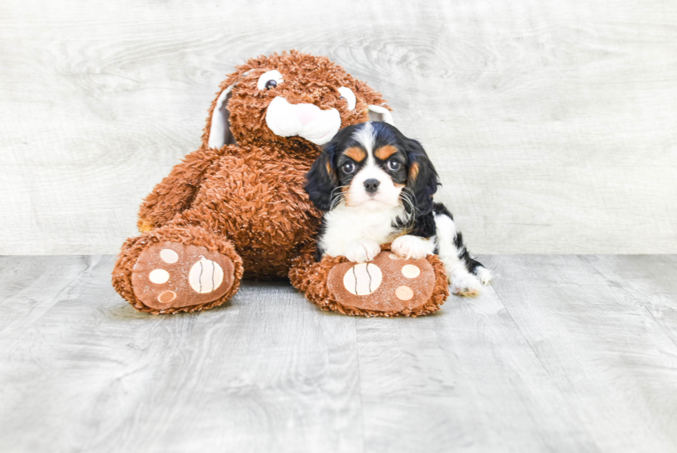 Cavalier King Charles Spaniel Puppy for Adoption