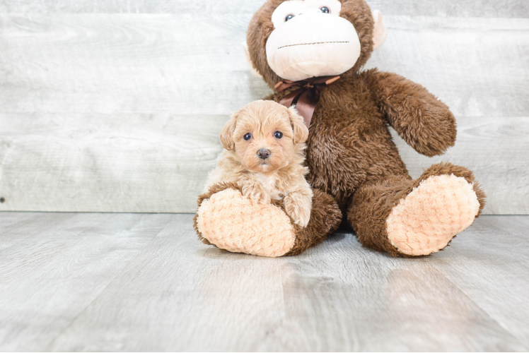 Popular Maltipoo Poodle Mix Pup