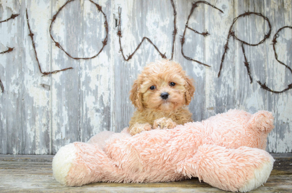 Adorable Cavoodle Poodle Mix Puppy