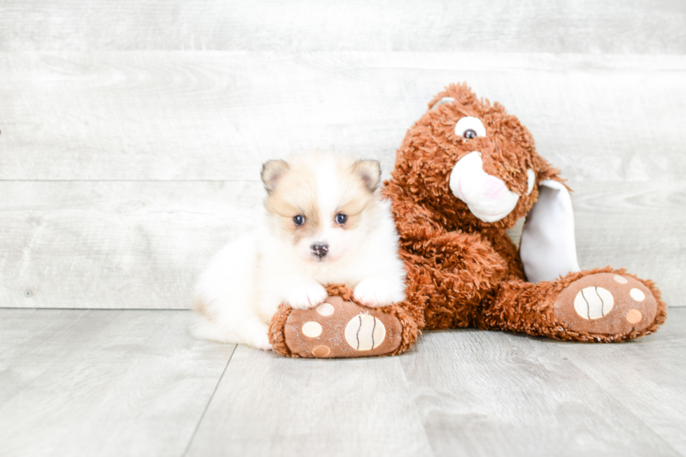 Pomeranian Puppy for Adoption