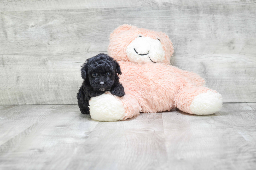 Funny Poodle Purebred Pup