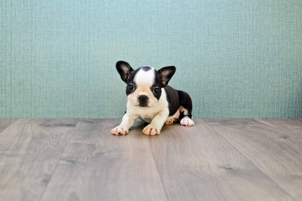 Best French Bulldog Baby