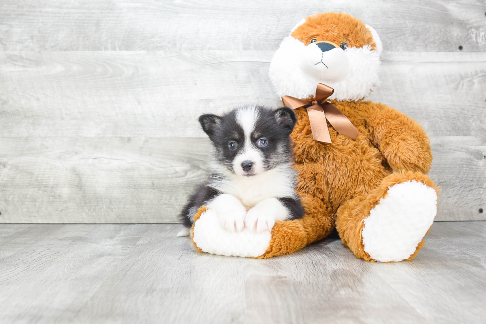 Best Pomsky Baby