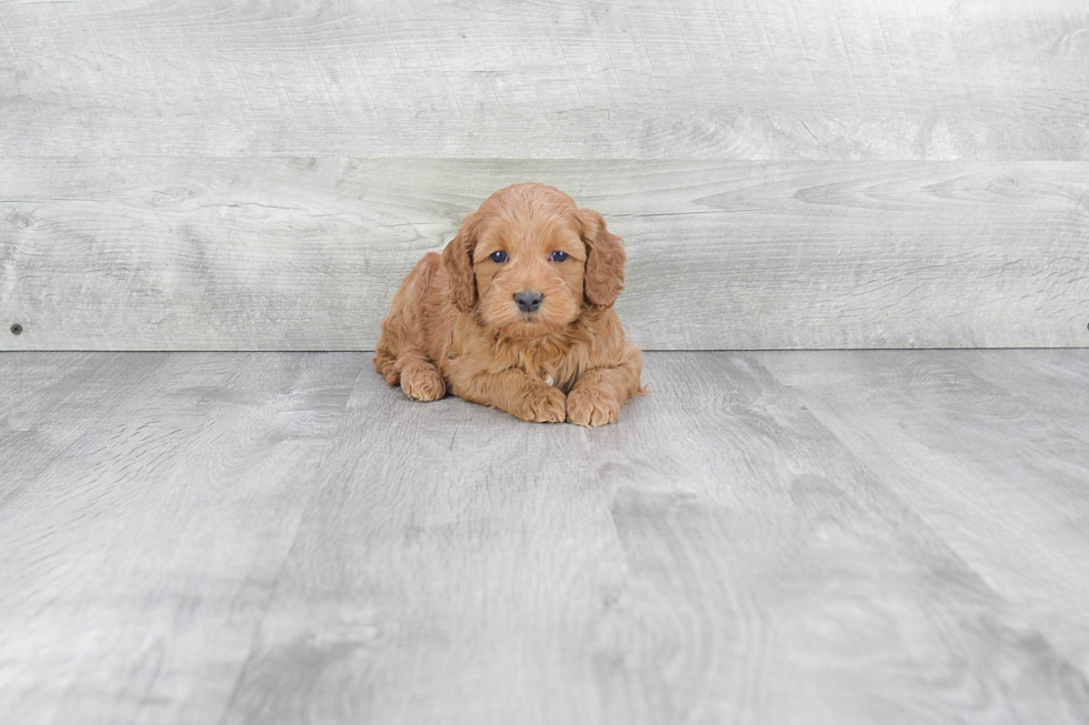 Little Golden Retriever Poodle Mix Puppy