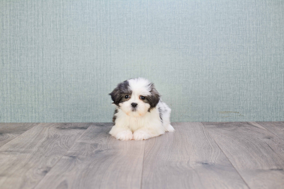 Popular Teddy Bear Designer Pup