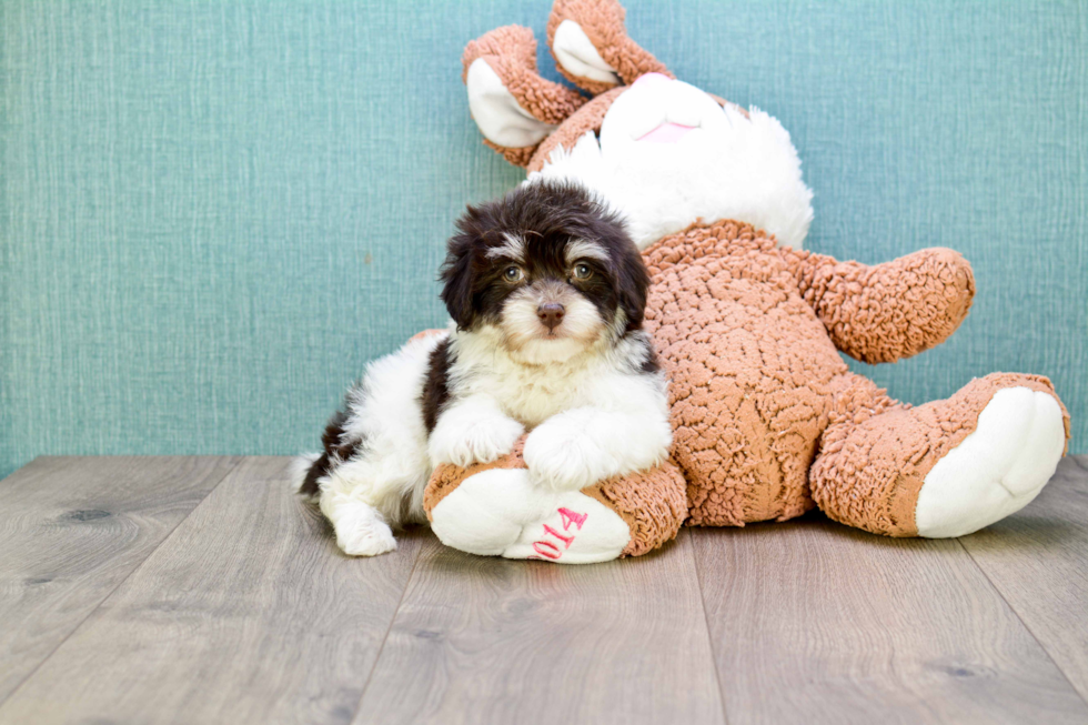 Meet Coco - our Havanese Puppy Photo 