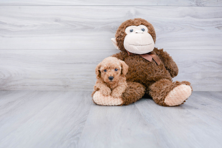 Fluffy Pudle Purebred Puppy