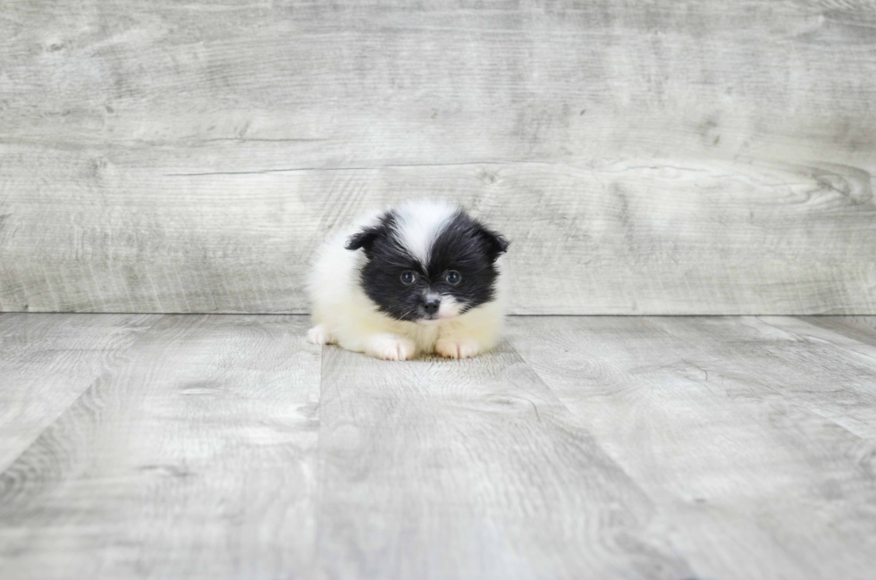 Akc Registered Pomeranian Baby