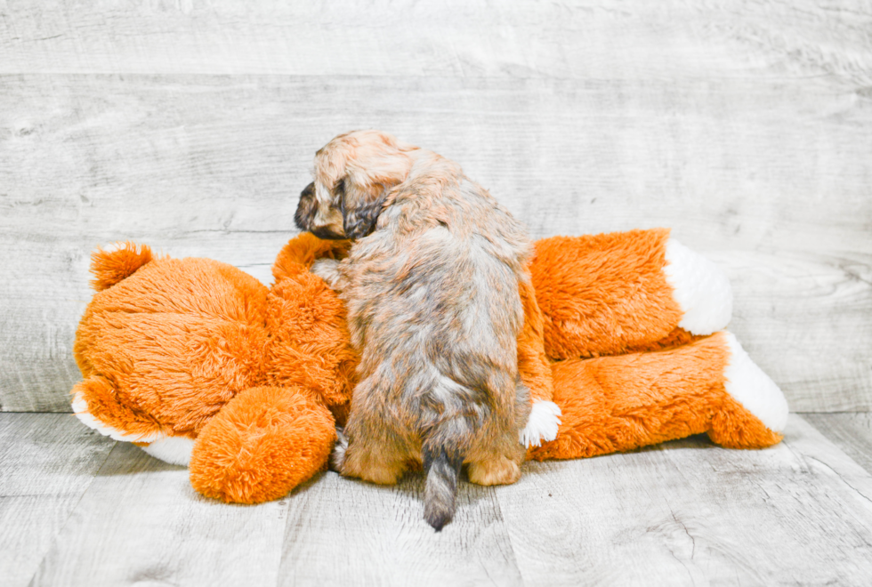 Playful Labrador Poodle Mix Puppy