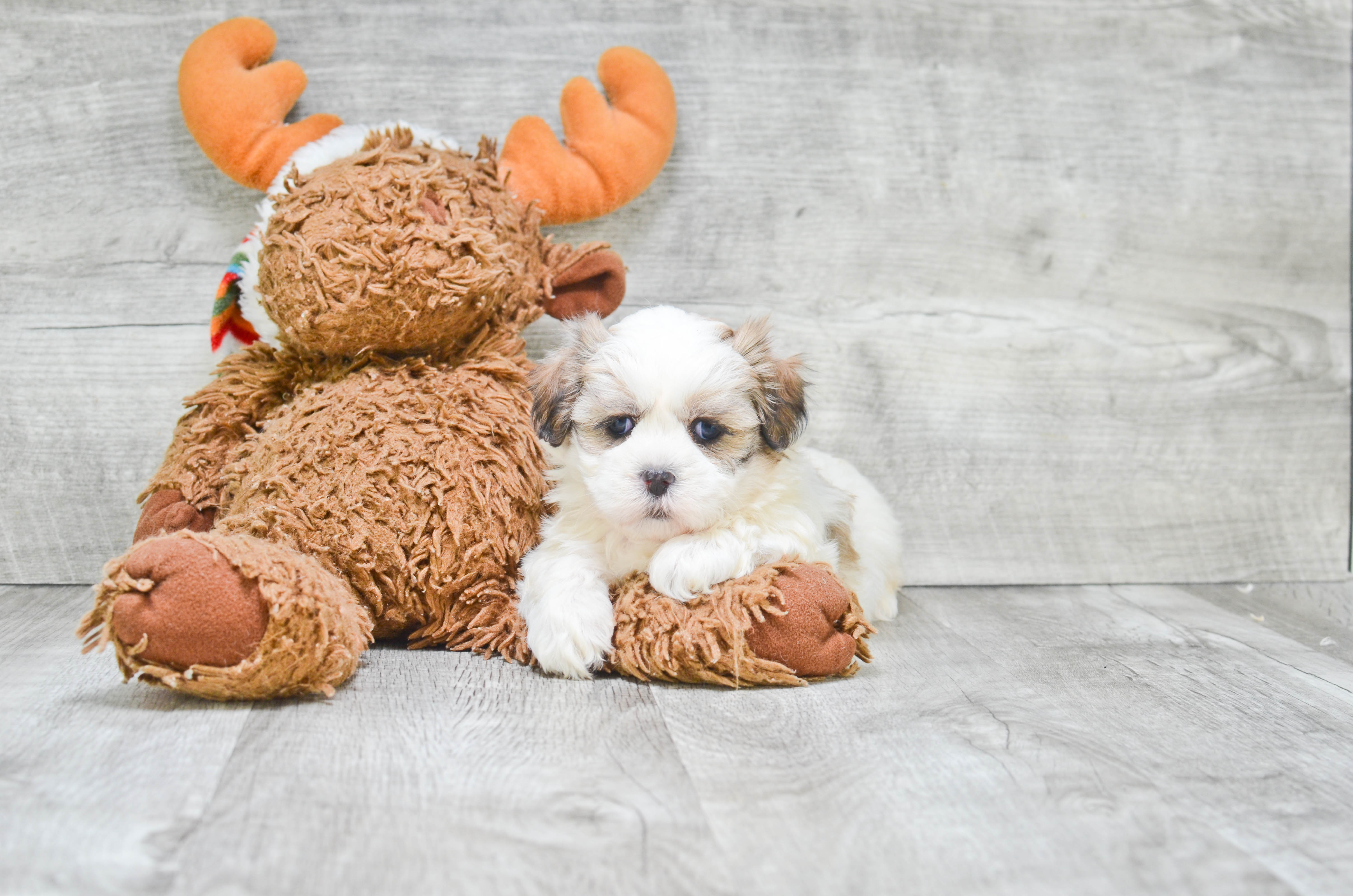 Small Teddy Bear Baby